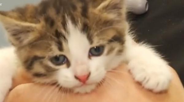 program de sterilizare gratuita in bucuresti a cainilor si pisicilor fara pedigree