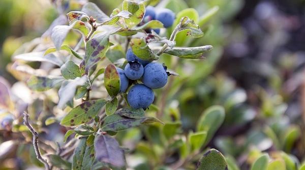 sfaturi pentru agricultori cultura afinului aduce profit de 20 000 euro pe an