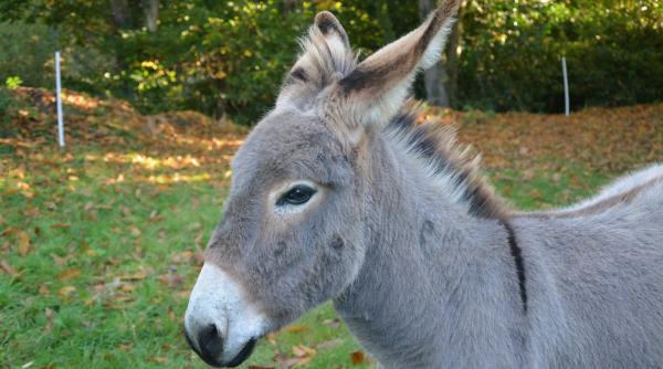 zoo barlad isi vinde animalele