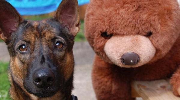 proverbele romanilor cainii latra ursul merge