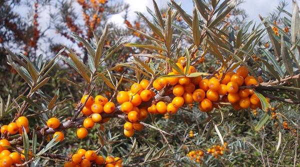 tratamente naturiste ginsengul romanesc un miracol pentru sanatate