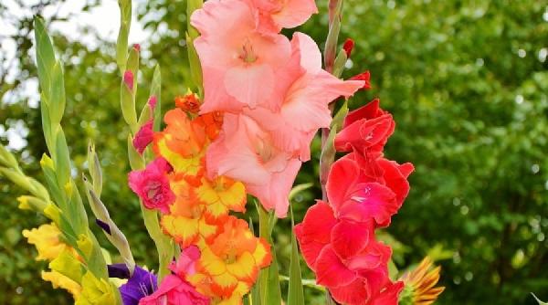 ce trebuie sa faci ca sa ai cele mai frumoase gladiole in gradina