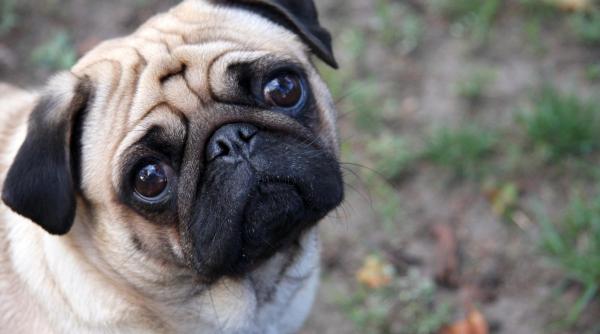 consiliul unui oras a vandut cainele unei familii care nu si a platit taxele