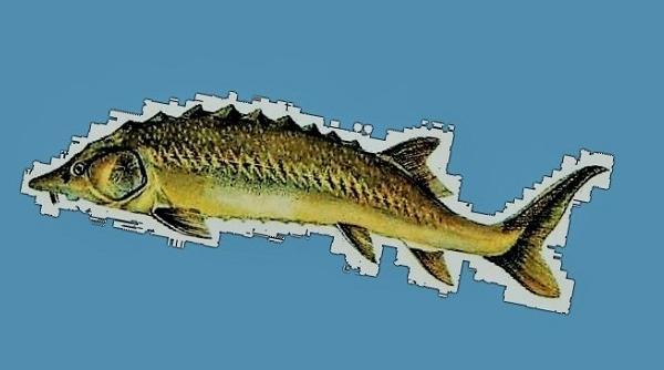 reteta zilei de marti sturion cu spuma de unt reteta regala