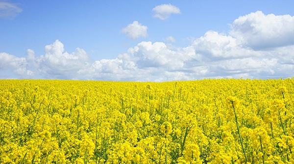 sfaturi pentru agricultori rapita cultura profitabila a anului 2019 ce trebuie sa stii