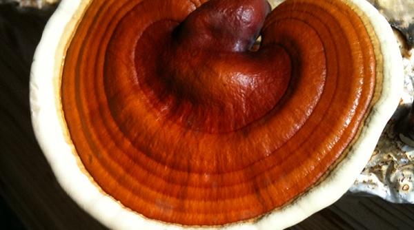 tratamente naturiste cancer alzheimer hipertensiune 12 1 boli vindeca ganoderma ciuperca miracol