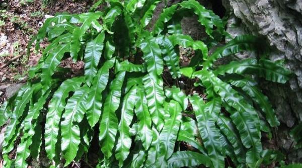 tratamente naturiste leacul parintelui arsenie boca pentru pietre la fiere litiaza biliara garantat