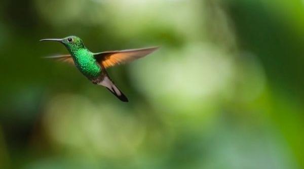 cea mai mica pasare din lume