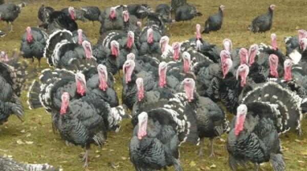 ferma ecologica de curcani initiativa cu profit garantat