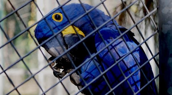 fiecare pasare pe limba ei piere