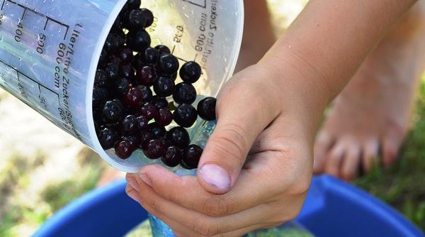 cultura de aronia 5 pasi spre reusita cum poti castiga 12 000 de euro anual