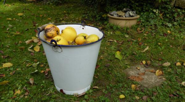 aurul toamnei fructul cu 100 de beneficii pentru sanatate azi