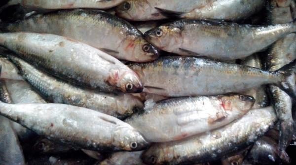 peste 300 kg de scrumbie confiscate de politistii de frontiera