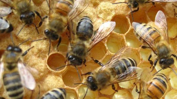 top 10 beneficii pentru sanatate ale laptisorului matca azi