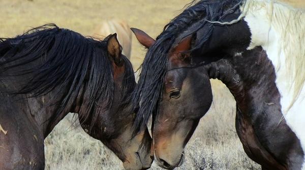 glosar popular de vise cai