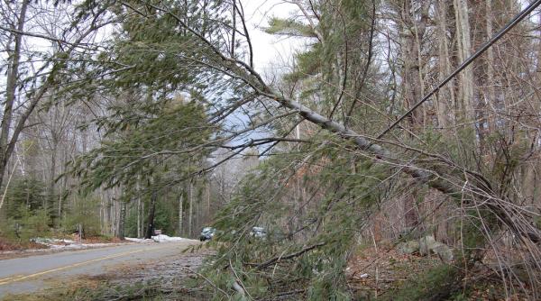 vintul a doborat copaci si a smuls acoperisuri in brasov