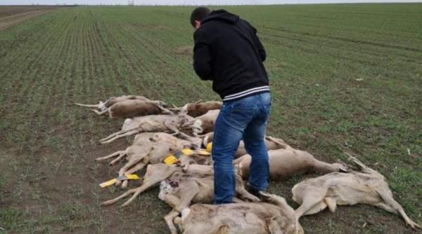 dezastru in arad zeci de caprioare si cerbi au murit pe camp ce le a adus moartea