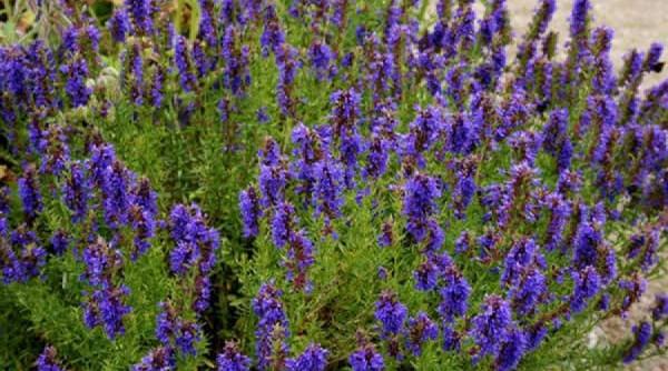 tratamente naturiste planta sacra care vindeca bolile 5 boli grave