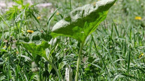 planta minune care vindeca spondiloza cervicala creste in toate santurile afla ce este si care e reteta tamaduitoare