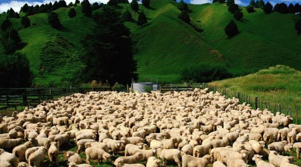 reguli pentru transhumanta ovinelor