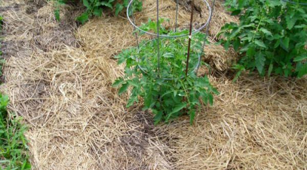 cultivarea tomatelor prin metodele maslov o reteta de succes care e cea mai sigura cale sa cresti randamentul la hectar sfaturi pentru agricultori