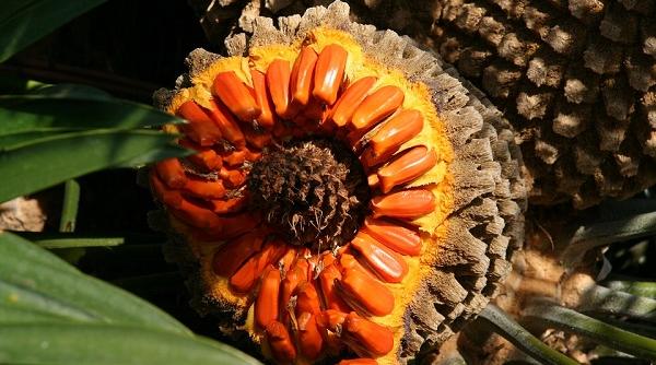 fructele dulci din palmier cu 15 vitamine si multiple beneficii pentru sanatate