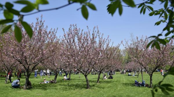 au inflorit ciresii din gradina japoneza