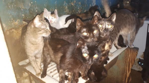 politia animalelor 41 de pisici erau tinute de ani de zile la limita supravietuirii in bezna in bucataria unui apartament aflat in sectorul 6