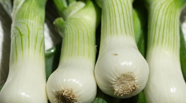 beneficiile cepei verzi pentru organism