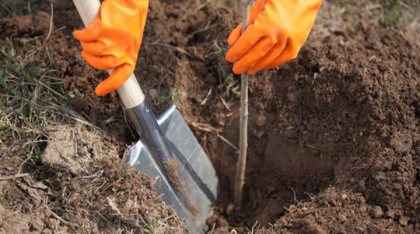 cum plantam copacii sfaturi pentru agricultori si nu doar pentru ei