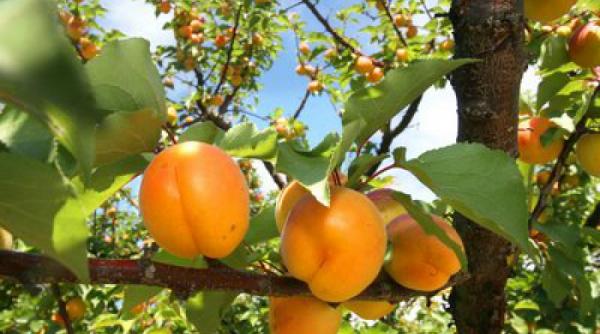 sfaturi pentru agricultori tot ce trebuie sa stii despre cultura caisului in romania