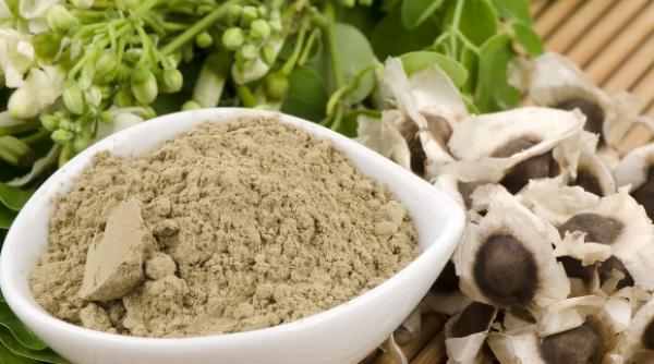 tratamente naturiste arborele vietii planta cu proprietati antioxidante de top si efecte nebanuite sanatatii