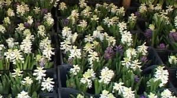 prognoza meteo pentru 16 17 18 si 19 aprilie cer noros