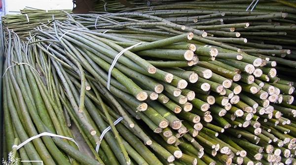 salcia energetica o cultura de succes despre care putini am auzit