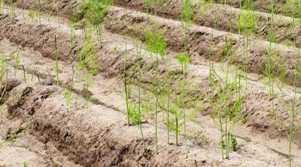 sparanghelul o cultura profitabila pe suprafete mici sfaturi pentru agricultori