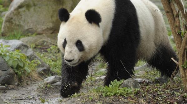 gradina zoologica din viena a primit un urs panda din china
