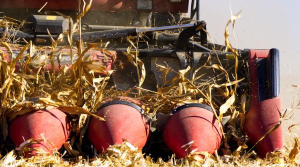 agricultura rudimentara dar profitabila
