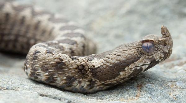 muncitor transportat la spital dupa ce a fost muscat de o vipera in incinta unei fabricii din gorj