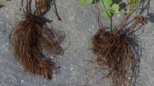 o planta de oras trateaza diareea si bolile lumesti 1