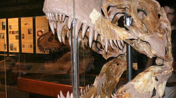 o specie de dinozaur ruda cu t rex identificata de cercetatori