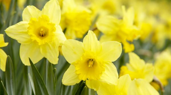 vesti excelente de la meteorologi vremea se incalzeste la sfarsitul saptamanii