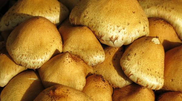 denver primul oras din sua care dezincrimineaza consumul de ciuperci halucinogene