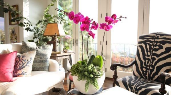 vampiri energetici care sunt plantele de apartament care ne fura energia ne sleiesc de puteri 1