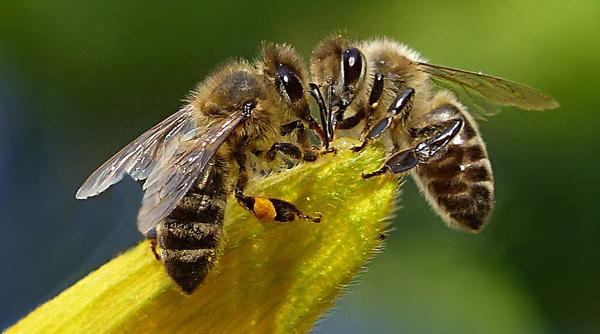 madr bucuresti devine capitala apiculturii mondiale