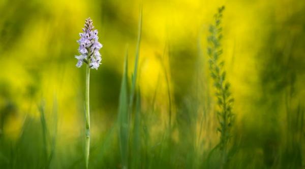 vinarita si iarba dragostei sau viagra romaneasca remedii naturiste pentru infertilitate impotenta si frigiditate