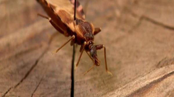 insecta care poate sa ucida cu sarutul ei letal afla mai mult