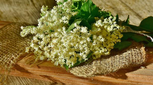 remedii naturale cu flori de soc