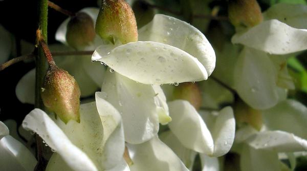 beneficiile florilor de salcam pentru organism