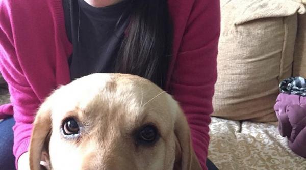 cainii pentru nevazatori hingheriti de autoritati