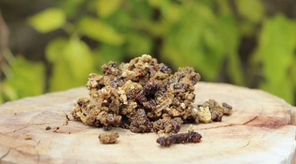 tratamente naturiste propolisul aliat mpotriva cancerului 1